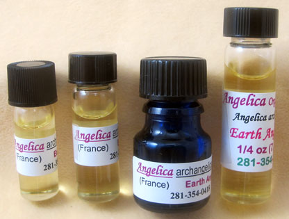 Angelica archangelica, Organic #2