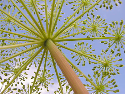 Angelica archangelica, Organic #3