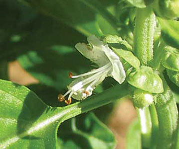 Basil, Holy aka Krishna Tulsi