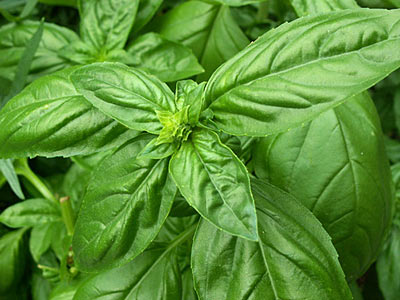 Basil, Holy aka Krishna Tulsi #2