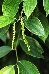 Black Pepper Select