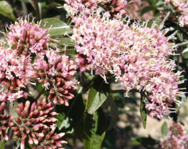 Candeia natural bisabolol
