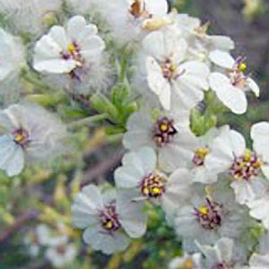 Chamomile, S. African (Cape Chamomile)