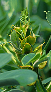 Cassia Leaf #2