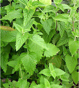 Catnip, Nepeta cataria