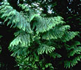 Thuja occidentalis, aka Cedarleaf aka Arborvitae