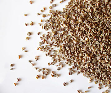 Celery Seed