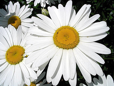 Chamomile Roman