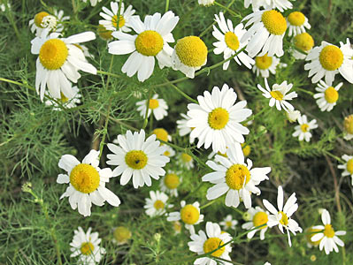 Chamomile Roman #3