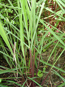 Citronella #2