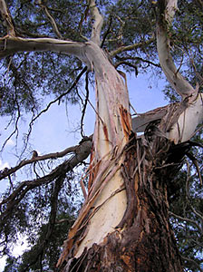 Peppermint Eucalyptus E dives