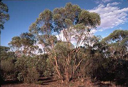 Eucalyptus polybractea, Organic