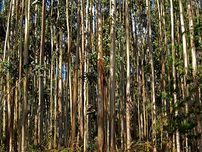 Eucalyptus radiata, Organic