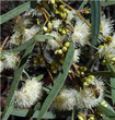 Eucalyptus kochii