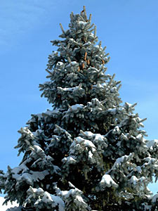 Fir Needle, Silver #2