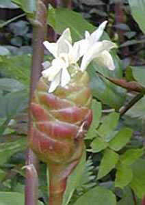 Ginger Root Oil Select SCO2