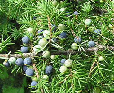 Juniper Berry Organic with Copaiba Balsam #3