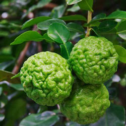 Kaffir Lime SD Indonesia