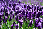 Lavender officinalis, Albanian