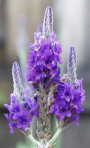 Lavender, Spike