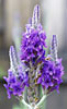 Lavender, Spanish Overstock Special