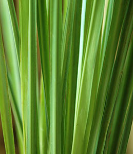 Lemongrass Cymbopogon flexuous #2