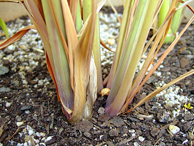Lemongrass Cymbopogon flexuous #3