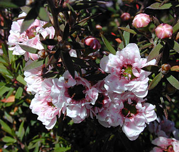 Manuka aka New Zealand Tea Tree #2