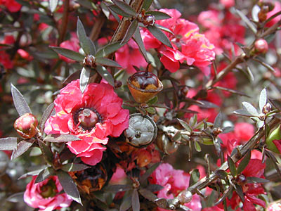 Manuka aka New Zealand Tea Tree #3