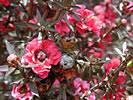 Manuka aka New Zealand Tea Tree