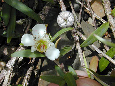 Manuka aka New Zealand Tea Tree