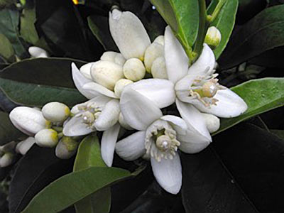 Neroli, Egyptian #4