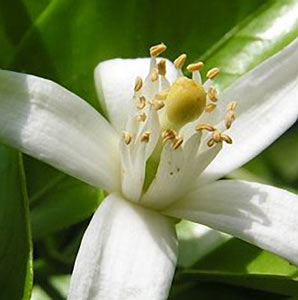 Neroli, Egyptian #5