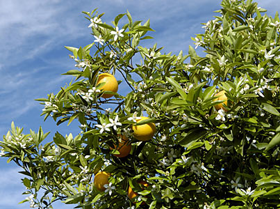 Neroli, Egyptian #3