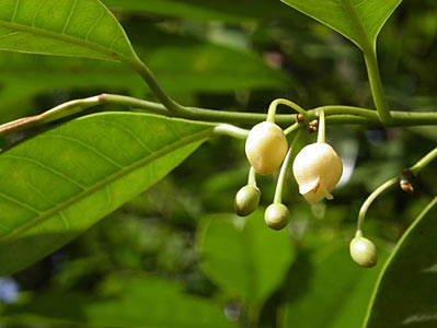 Mace SCO2 Indonesia #2