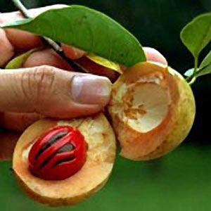 Mace SCO2 Indonesia #3