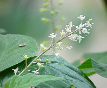 Patchouli Sumatra Light #2