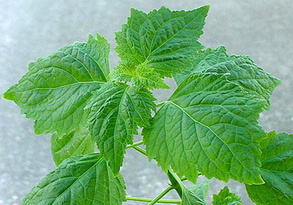 Patchouli Sumatra Light #3