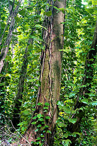 Rosewood Synergy, with Linaloe (Ho Wood)