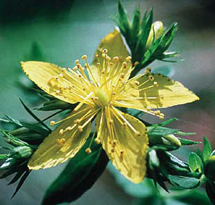 St. Johns Wort #4