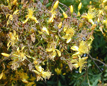 St. Johns Wort #3