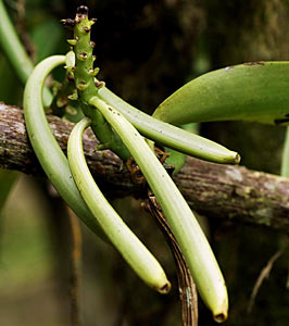 Vanilla CO2 Extract #2