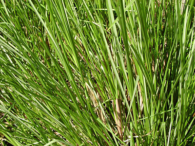 Vetiver Root