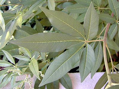 Vitex negundo Extract #3