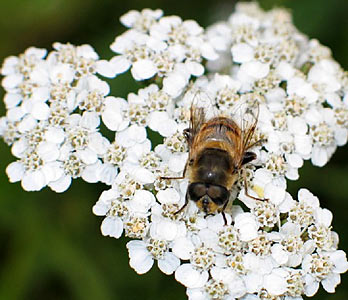Yarrow Blue, Organic #4