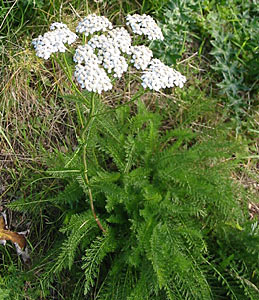 Yarrow Blue, Organic #3